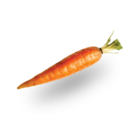 carrot